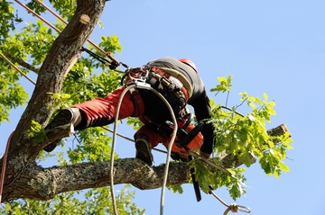 Elaguer un arbre pour maintenir sa bonne santé